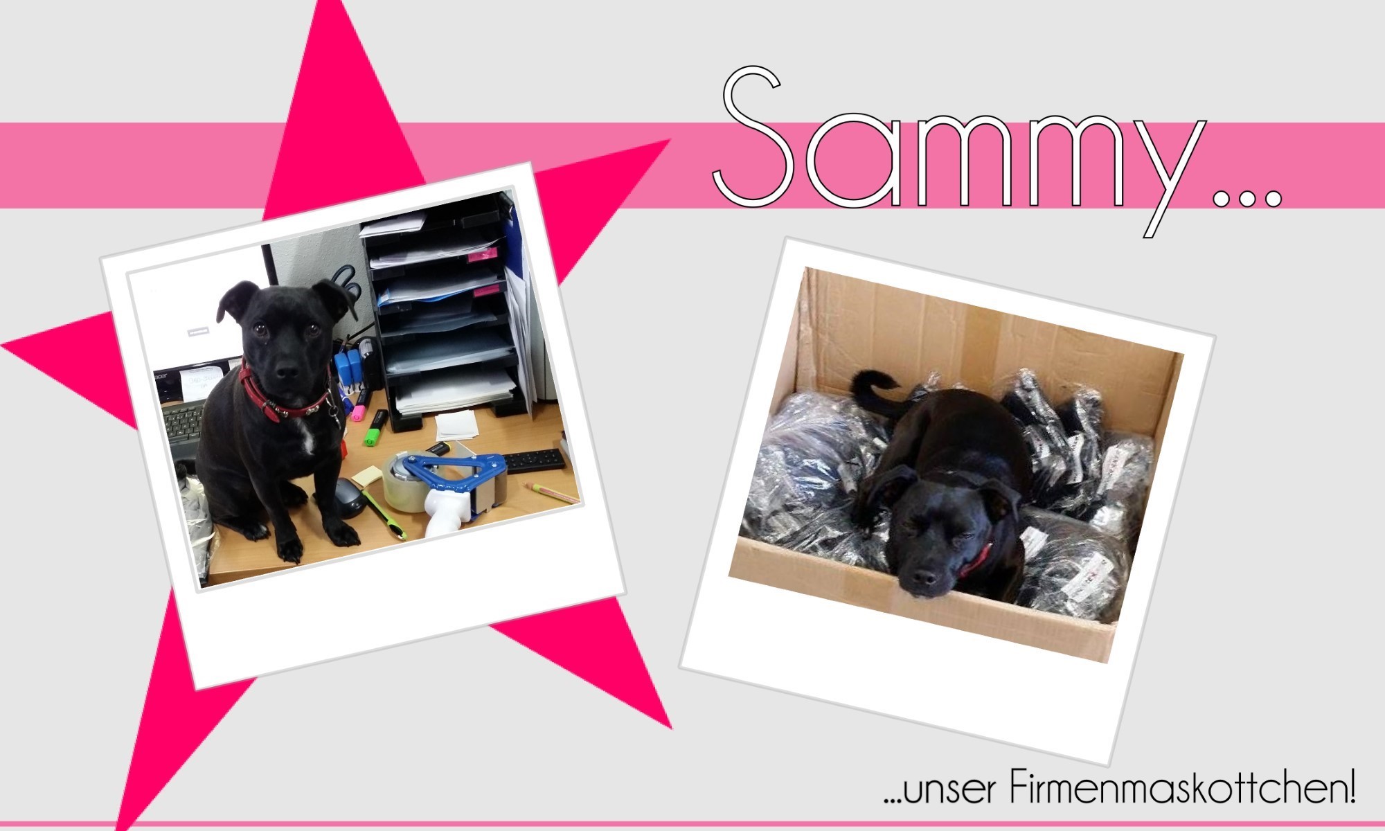 Entstehungsgeschichte styleBREAKER Sammy