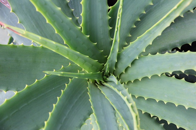 Sommerbräune länger halten Aloe Vera