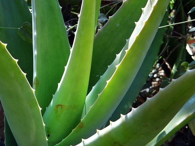 Streichelzarte Haut Naturkosmetik Aloe Vera