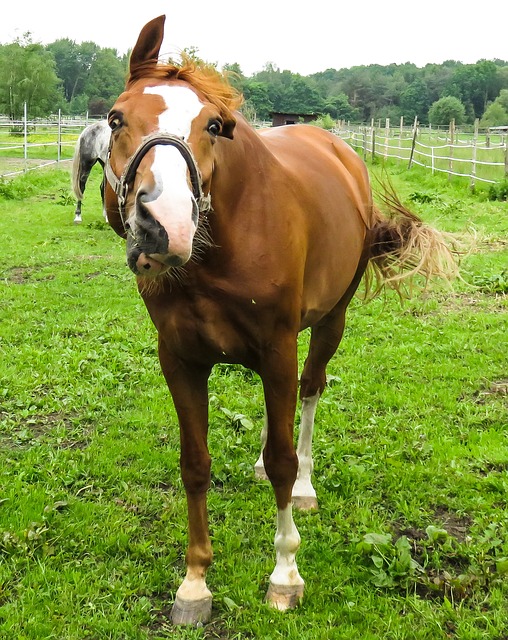 Urlaub Zuhause Reiten - Pferde