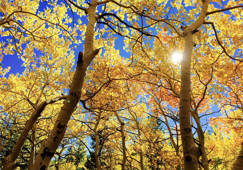 5 Gründe den Herbst zu lieben Lichtspiel und Farbenpracht