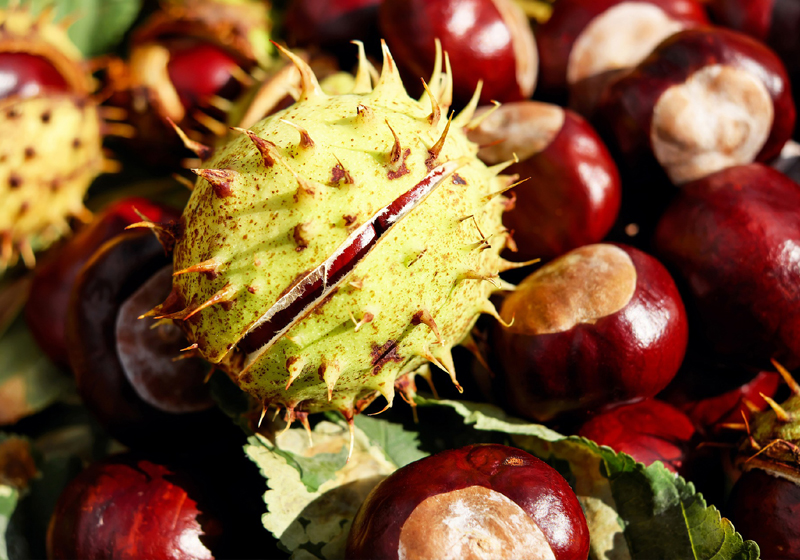 5 Gründe den Herbst zu lieben Schlemmerzeit